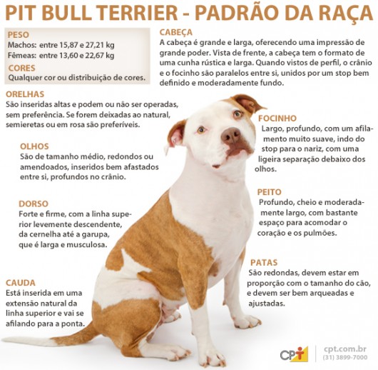 Padrão da raça Pit Bull Terrier